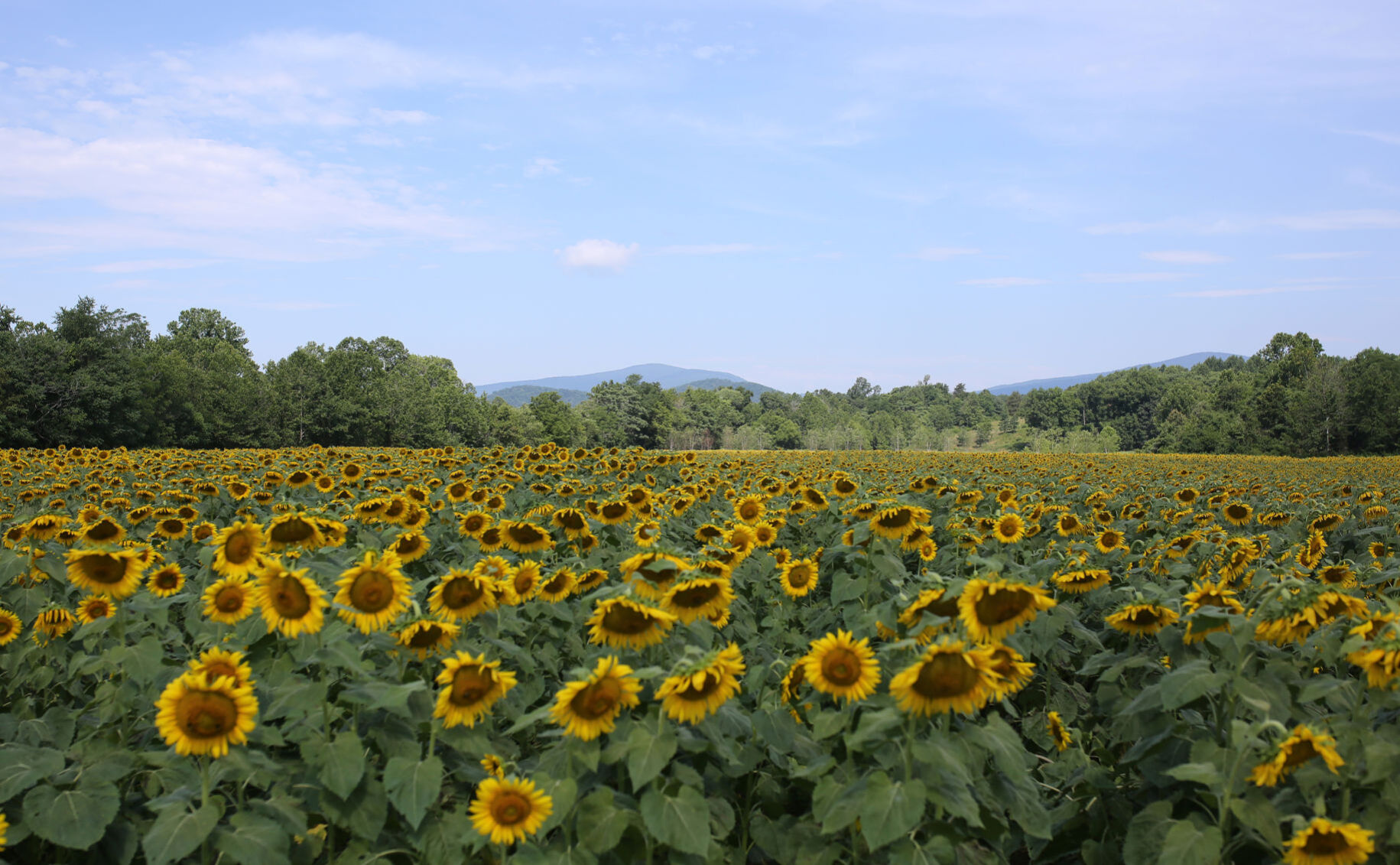 Sunflowers at the Preserve